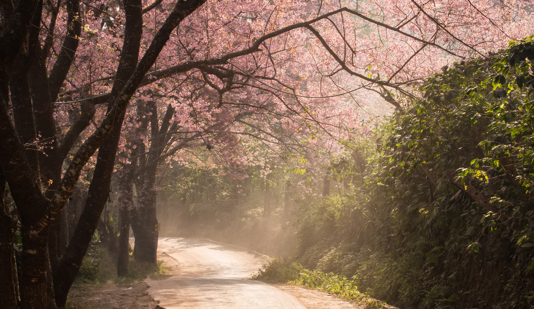 Cherry Blossom Season: Best Places to See Sakura in 2025