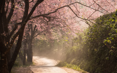 Cherry Blossom Season: Best Places to See Sakura in 2025